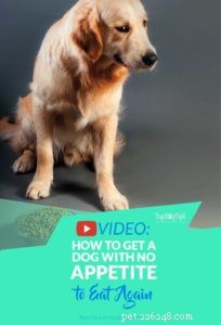 Help Your Dog Regain Appetite: Proven Strategies When They Won’t Eat