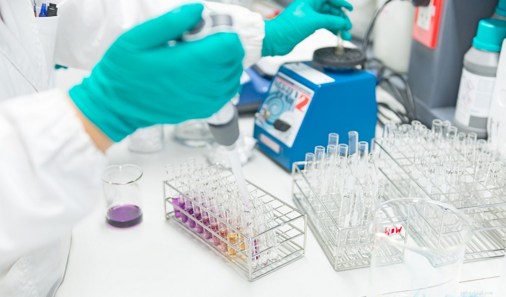 Expert Guide to Choosing the Right DNA Test for Your Dog