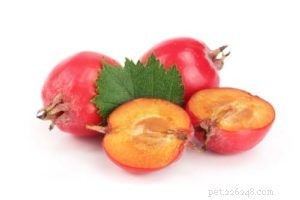 Top 6 Natural Supplements for Managing Your Dog’s Joint Pain