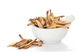 Top 6 Natural Supplements for Managing Your Dog’s Joint Pain