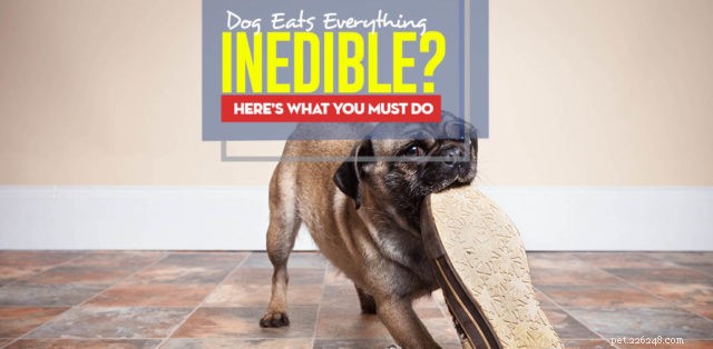 How to Stop Your Dog from Consuming Inedible Items: Safe Strategies & Solutions