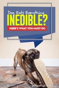 How to Stop Your Dog from Consuming Inedible Items: Safe Strategies & Solutions