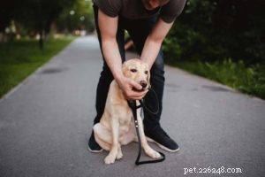 How to Stop Your Dog from Consuming Inedible Items: Safe Strategies & Solutions