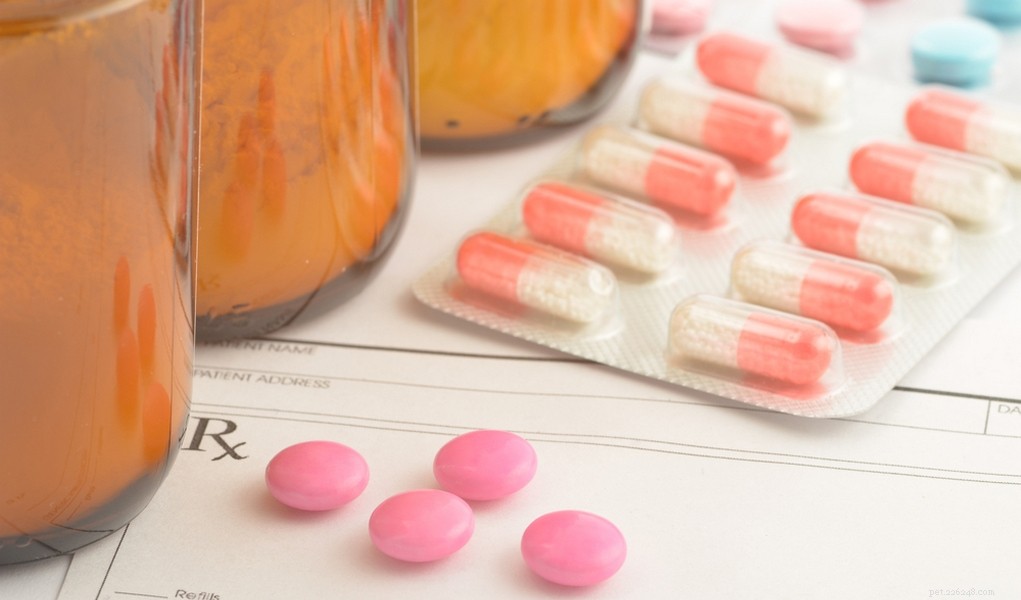 Veterinarian’s Guide to Choosing the Best Flea Pills for Dogs