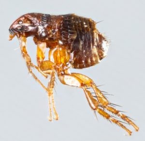 Veterinarian’s Guide to Choosing the Best Flea Pills for Dogs