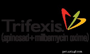 Veterinarian’s Guide to Choosing the Best Flea Pills for Dogs