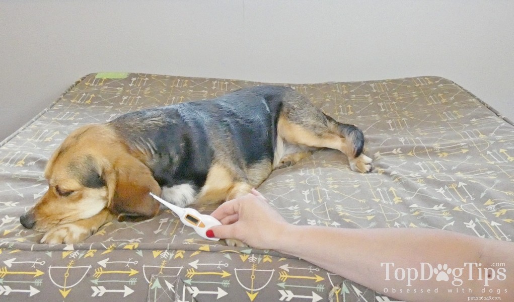 How to Spot a Fever in Your Dog: Key Signs & Quick Checks