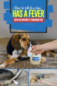 How to Spot a Fever in Your Dog: Key Signs & Quick Checks