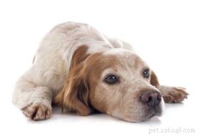 Why Is My Dog No Longer Playful? Common Causes & Solutions