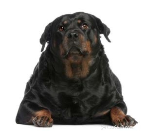 Why Is My Dog No Longer Playful? Common Causes & Solutions