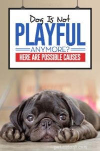 Why Is My Dog No Longer Playful? Common Causes & Solutions