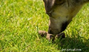 Veterinarian s Guide to Deworming Your Dog: Why, When, and How to Choose the Right Treatment