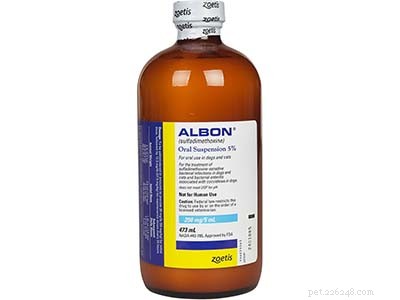 Veterinarian s Guide to Deworming Your Dog: Why, When, and How to Choose the Right Treatment