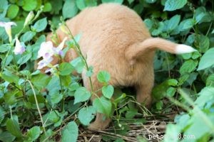 Veterinarian s Guide to Deworming Your Dog: Why, When, and How to Choose the Right Treatment