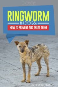 Comprehensive Guide to Preventing and Treating Ringworm in Dogs