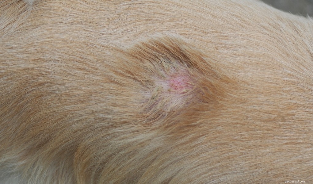 Comprehensive Guide to Preventing and Treating Ringworm in Dogs