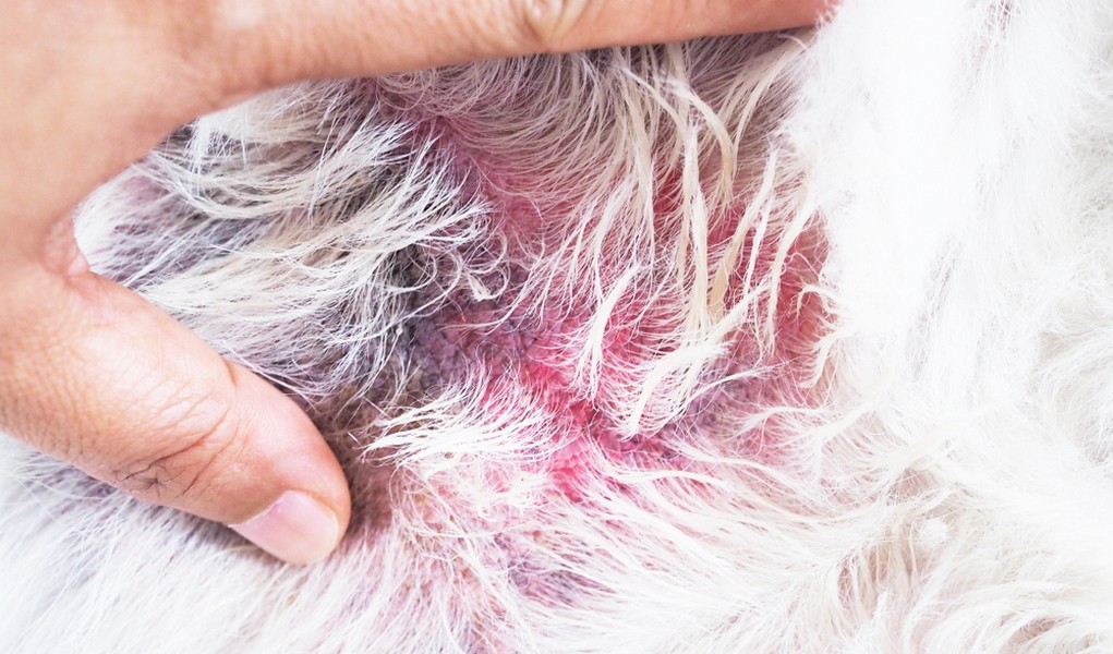 Comprehensive Guide to Preventing and Treating Ringworm in Dogs