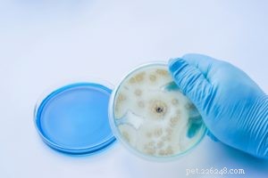 Comprehensive Guide to Preventing and Treating Ringworm in Dogs