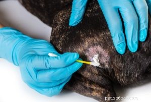 Comprehensive Guide to Preventing and Treating Ringworm in Dogs