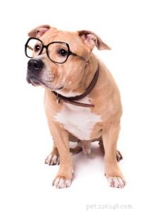 Avoid Over‑Vaccination in Dogs: Understanding Puppy Vaccine Risks and Safe Practices