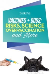 Avoid Over‑Vaccination in Dogs: Understanding Puppy Vaccine Risks and Safe Practices