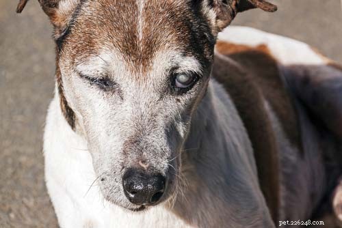 12 Serious Health Risks of Neglecting Your Dog’s Dental Care