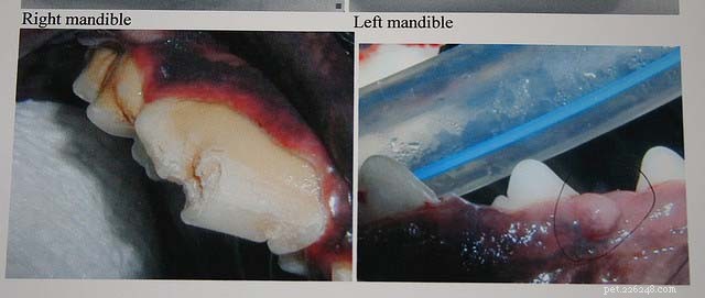 12 Serious Health Risks of Neglecting Your Dog’s Dental Care