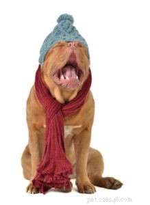 How to Spot a Dog Pretending to Cough: A Practical Guide
