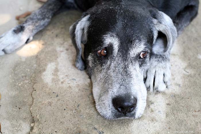 8 Clear Signs Your Senior Dog Is Aging — How to Spot Them Early