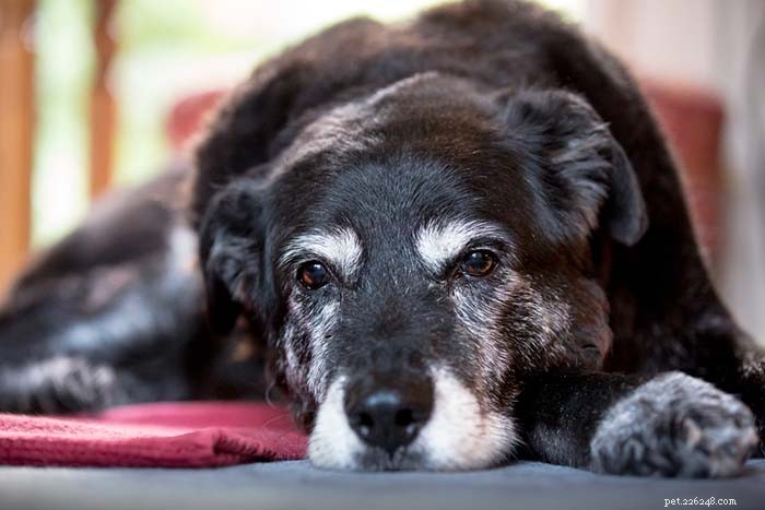 8 Clear Signs Your Senior Dog Is Aging — How to Spot Them Early