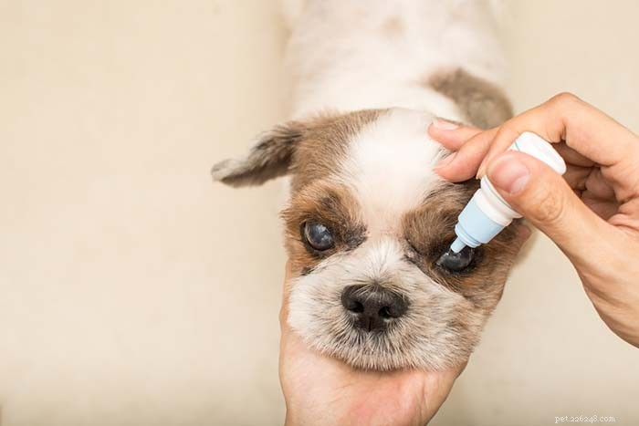 8 Clear Signs Your Senior Dog Is Aging — How to Spot Them Early