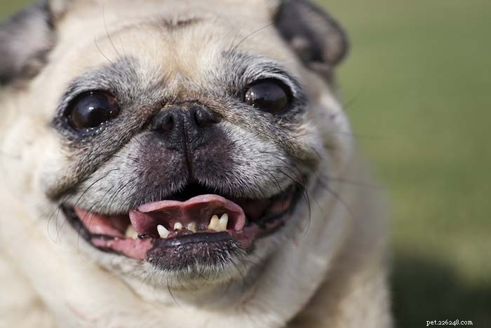 8 Clear Signs Your Senior Dog Is Aging — How to Spot Them Early
