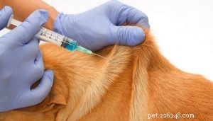 Step‑by‑Step Guide: Safely Administering Puppy Vaccinations at Home