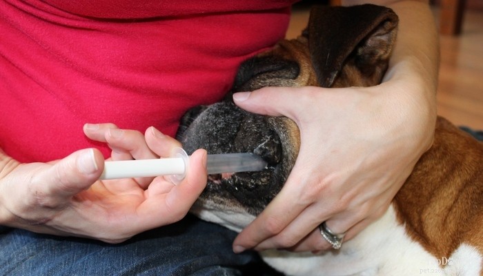 How to Safely Deworm Your Puppy at Home