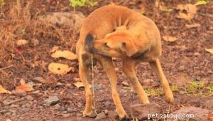 How to Safely Deworm Your Puppy at Home
