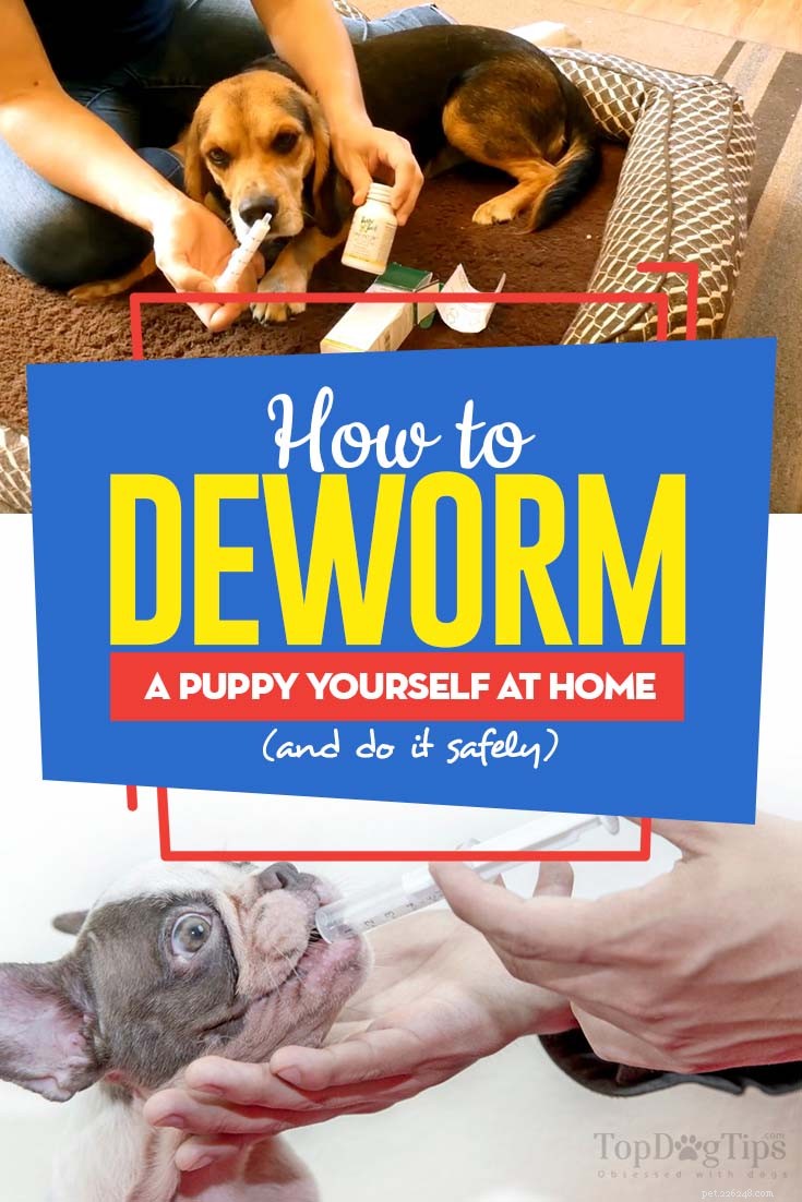 How to Safely Deworm Your Puppy at Home