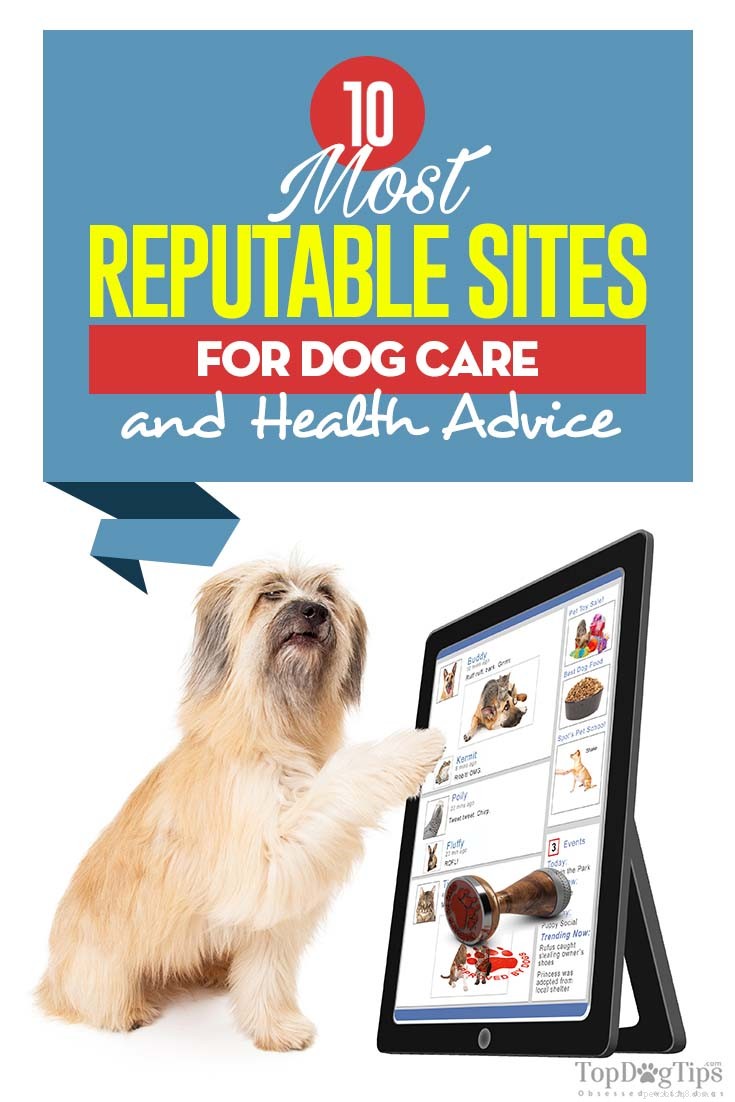 Top 10 Trusted Dog Care Resources for Pet Owners
