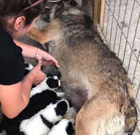 12 Expert Tips for Caring for Newborn Puppies