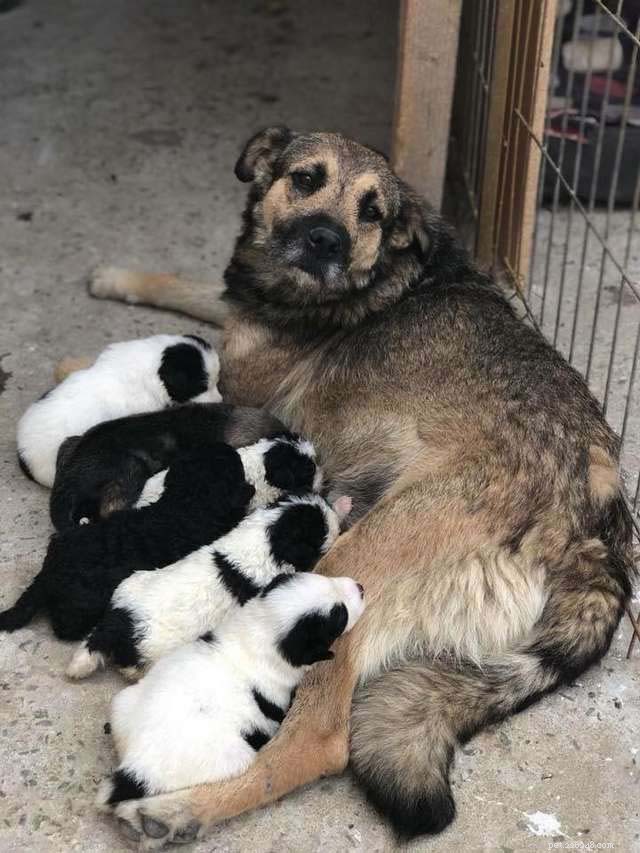 12 Expert Tips for Caring for Newborn Puppies