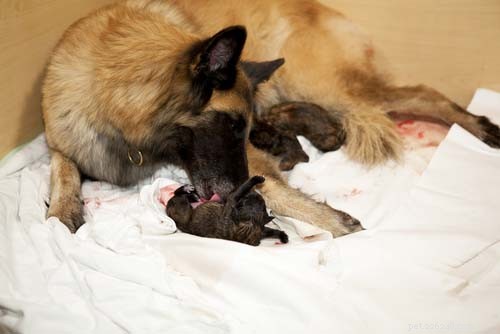 12 Expert Tips for Caring for Newborn Puppies