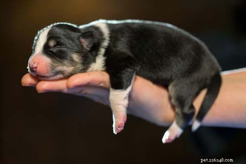 12 Expert Tips for Caring for Newborn Puppies