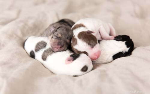 12 Expert Tips for Caring for Newborn Puppies
