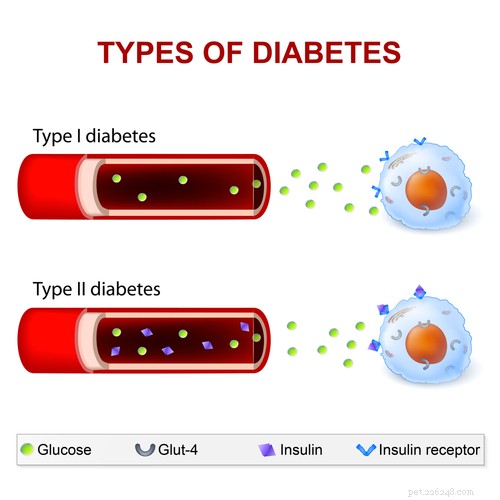 25 Proven Strategies to Manage Canine Diabetes – Expert Guide & Infographic