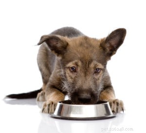 25 Proven Strategies to Manage Canine Diabetes – Expert Guide & Infographic