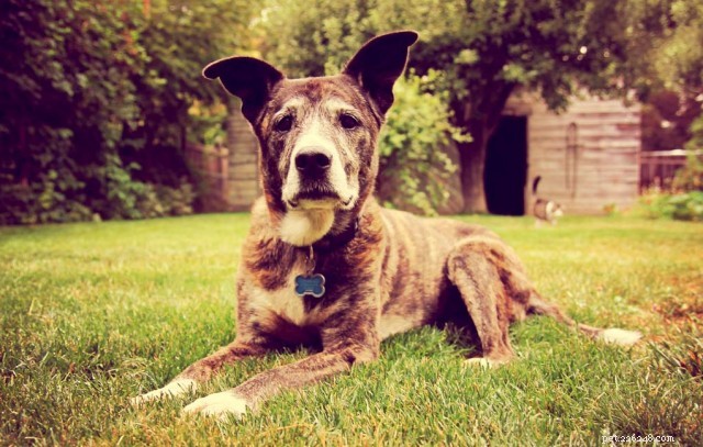 6 Expert Tips for Caring for Your Senior Dog