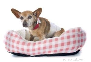 6 Expert Tips for Caring for Your Senior Dog