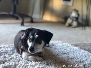 6 Expert Tips for Caring for Your Senior Dog