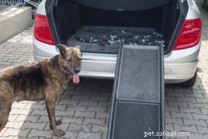 6 Expert Tips for Caring for Your Senior Dog
