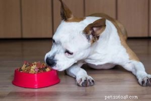 6 Expert Tips for Caring for Your Senior Dog