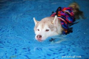 6 Expert Tips for Caring for Your Senior Dog